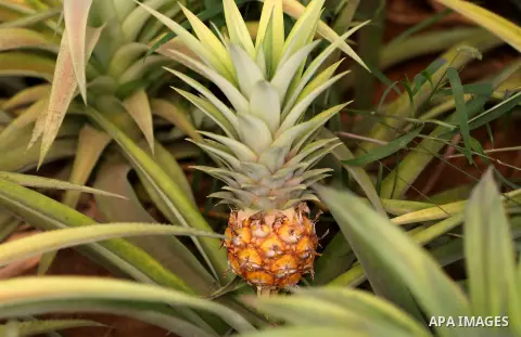A Palestinian man works in a pineapple cultivation in first of its kind experience to cultivat of pineapple at Gaza Strip, in Khan Younis in the southern Gaza strip on November 8, 2017. Photo by Mohammed Asad