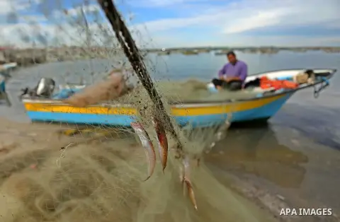 A Palestinian fisherman collects fish from his nets at Gaza seaport on November 25, 2017. Photo by Ashraf Amra