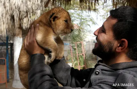 A picture taken on December 24, 2017 shows A Palestinian man plays with a lion cub at a zoo in Rafah, in the southern Gaza Strip. According to officials, the three lion cubs were for sale at the price of $3500 per animal...