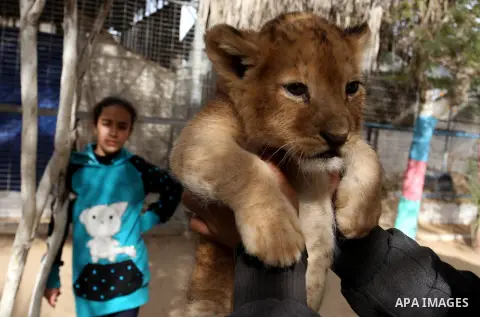 A picture taken on December 24, 2017 shows A Palestinian man plays with a lion cub at a zoo in Rafah, in the southern Gaza Strip. According to officials, the three lion cubs were for sale at the price of $3500 per animal...