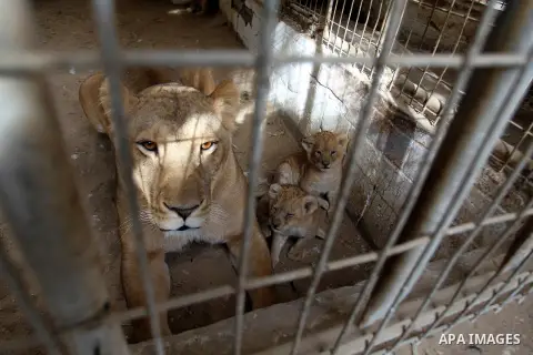 A picture taken on December 24, 2017 shows A Lioness and her cubs are seen at a zoo in Rafah, in the southern Gaza Strip. According to officials, the three lion cubs were for sale at the price of $3500 per animal, as the...