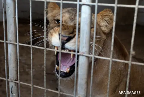 A picture taken on December 24, 2017 shows A Lioness at a zoo in Rafah, in the southern Gaza Strip. According to officials, the three lion cubs were for sale at the price of $3500 per animal, as the zoo is under threat o...