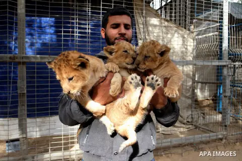 A picture taken on December 24, 2017 shows A Palestinian man plays with lion cubs at a zoo in Rafah, in the southern Gaza Strip. According to officials, the three lion cubs were for sale at the price of $3500 per animal,...