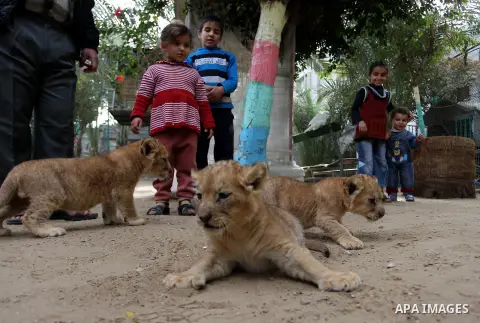 A picture taken on December 24, 2017 shows Palestinian children stand close to three lion cubs at a zoo in Rafah, in the southern Gaza Strip. According to officials, the three lion cubs were for sale at the price of $350...