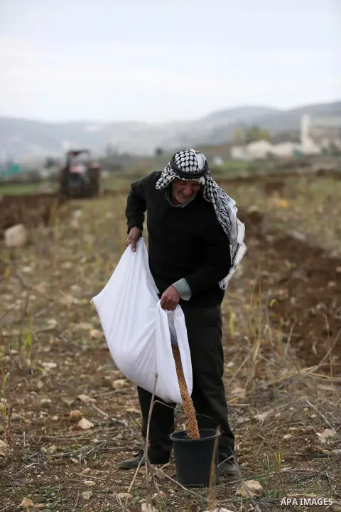 An elderly Palestinian farmer sows wheat during clashes between Palestinian protesters and Israeli security forces near the Huwwara checkpoint, near the West Bank city of Nablus on December 27, 2017. Photo by Shadi Jarar...