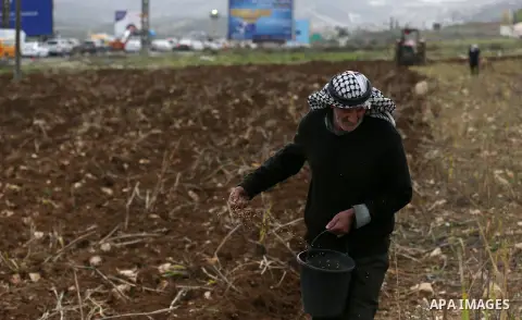 An elderly Palestinian farmer sows wheat during clashes between Palestinian protesters and Israeli security forces near the Huwwara checkpoint, near the West Bank city of Nablus on December 27, 2017. Photo by Shadi Jarar...