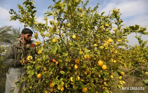 A Palestinian farmer harvests citrus fruits at a farm in the southern of Gaza city, on January 10, 2018. Photo by Mohammed Asad