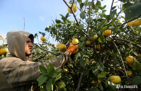 A Palestinian farmer harvests citrus fruits at a farm in the southern of Gaza city, on January 10, 2018. Photo by Mohammed Asad