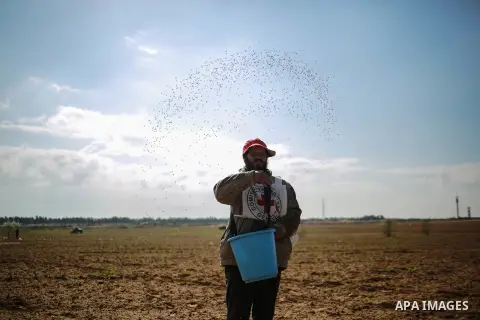 A Palestinian farmer, who his farm near the Israeli border, throws wheat seeds during a tour by the International Committee of the Red Cross (ICRC), near the border with Israel, in Rafah in the southern Gaza Strip Januar...