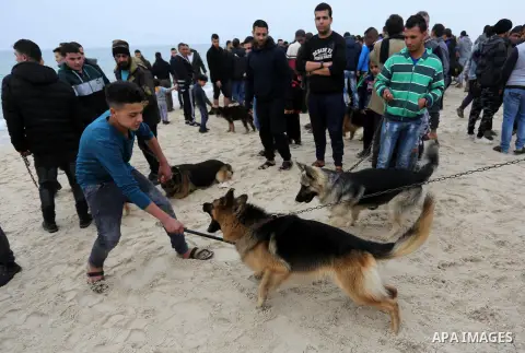 Palestinians take part during dogs show organised by local breeders in Rafah in the southern Gaza Strip February 9, 2018. Photo by Ashraf Amra