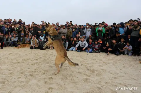 A dog jumps for a ball during a dog show organised by local breeders in Rafah in the southern Gaza Strip February 9, 2018. Photo by Ashraf Amra