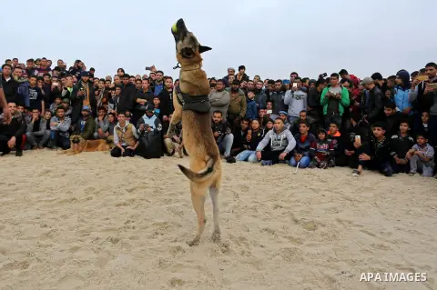 A dog jumps for a ball during a dog show organised by local breeders in Rafah in the southern Gaza Strip February 9, 2018. Photo by Ashraf Amra