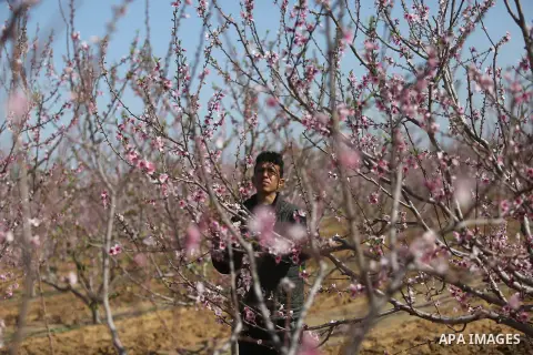 Almond flowers are seen bloom in Khan Younis in the southern Gaza Strip, on February 22, 2018. Photo by Ashraf Amra