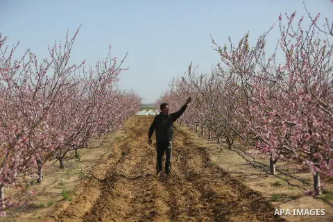 Almond flowers are seen bloom in Khan Younis in the southern Gaza Strip, on February 22, 2018. Photo by Ashraf Amra