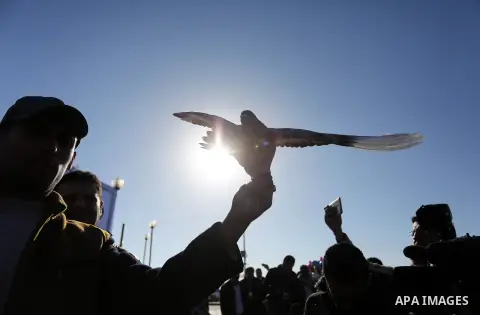Palestinians take part in race of carrier-pigeon organized by local breeders at the Gaza seaport on February 24, 2018. Photo by Ashraf Amra