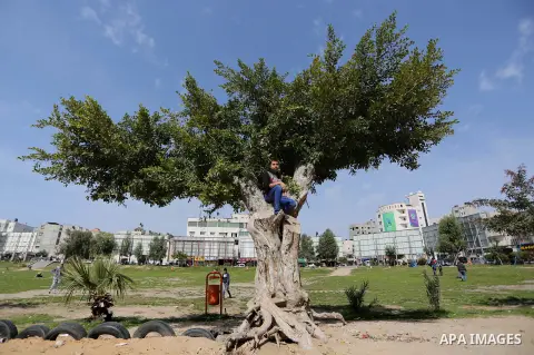 A Palestinian boy sits on a tree, in Gaza city on February 25, 2018. Photo by Ashraf Amra