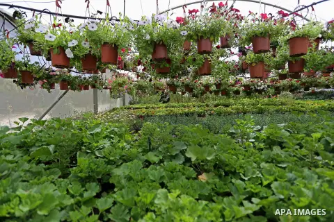 A Palestinian man works at flowers nursery in Al Zawayda City, central Gaza Strip, on March 19, 2018. Photo by Ashraf Amra