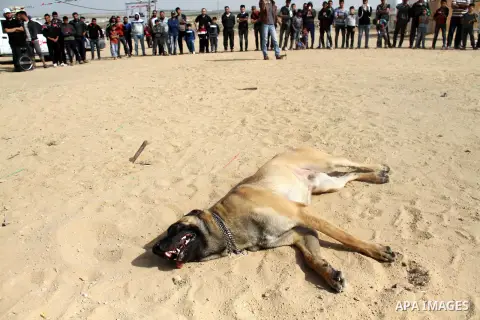 Palestinians and their dogs participate in a dog show organised by local breeders at the site where tents are pitched in support of Palestinian refugees returning to land they fled or were expelled from during the 1948 w...