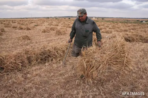 Disabled Palestinian Khamis Al-Najjar, 42, with amputated foot harvests wheat at a field in Khan Younis in the southern Gaza Strip on April 24, 2018. Photo by Sanad Latefa