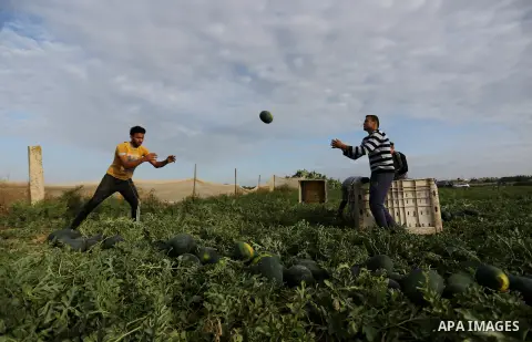 Palestinian farmers collect watermelon from their field located in Khan Younis in the southern Gaza Strip on May 8, 2018. Photo by Ashraf Amra
