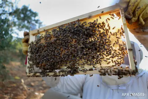 A Palestinian beekeeper inspects a honeycomb before collecting honey at an apiary in Singel village near the West Bank city of Ramallah, on July 5, 2018. Photo by Shadi Hatem