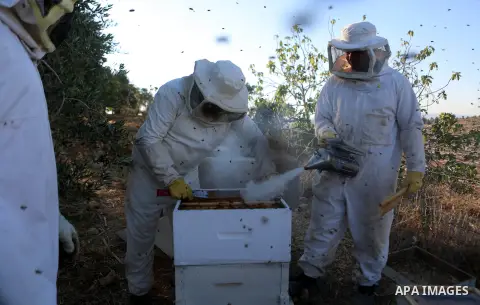 A Palestinian beekeeper inspects a honeycomb before collecting honey at an apiary in Singel village near the West Bank city of Ramallah, on July 5, 2018. Photo by Shadi Hatem