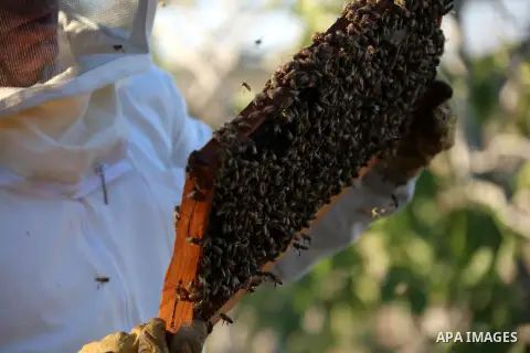 A Palestinian beekeeper inspects a honeycomb before collecting honey at an apiary in Singel village near the West Bank city of Ramallah, on July 5, 2018. Photo by Shadi Hatem