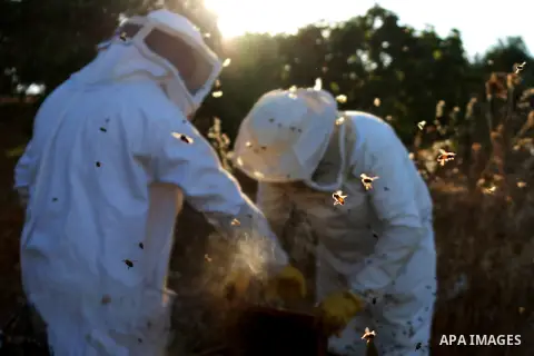 A Palestinian beekeeper inspects a honeycomb before collecting honey at an apiary in Singel village near the West Bank city of Ramallah, on July 5, 2018. Photo by Shadi Hatem