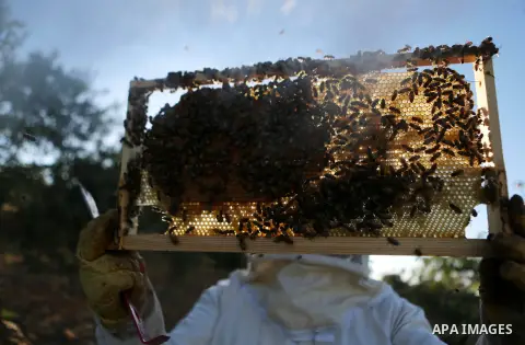 A Palestinian beekeeper inspects a honeycomb before collecting honey at an apiary in Singel village near the West Bank city of Ramallah, on July 5, 2018. Photo by Shadi Hatem