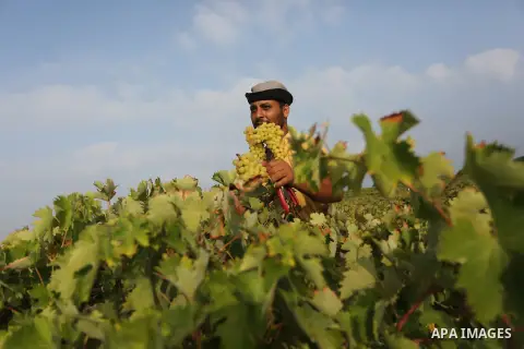A Palestinian farmer collects grapes during harvest season at a vineyard in Gaza city on July 24, 2018. Photo by Ashraf Amra