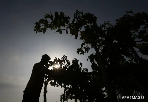 A Palestinian farmer collects grapes during harvest season at a vineyard in Gaza city on July 24, 2018. Photo by Ashraf Amra