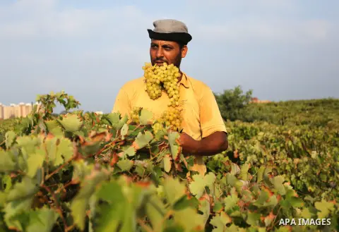A Palestinian farmer collects grapes during harvest season at a vineyard in Gaza city on July 24, 2018. Photo by Ashraf Amra