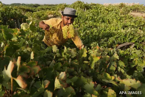 A Palestinian farmer collects grapes during harvest season at a vineyard in Gaza city on July 24, 2018. Photo by Ashraf Amra