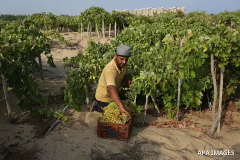 A Palestinian farmer collects grapes during harvest season at a vineyard in Gaza city on July 24, 2018. Photo by Ashraf Amra
