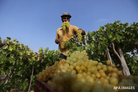 A Palestinian farmer collects grapes during harvest season at a vineyard in Gaza city on July 24, 2018. Photo by Ashraf Amra