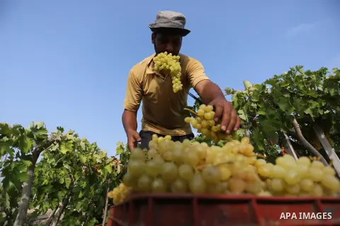 A Palestinian farmer collects grapes during harvest season at a vineyard in Gaza city on July 24, 2018. Photo by Ashraf Amra