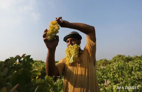 A Palestinian farmer collects grapes during harvest season at a vineyard in Gaza city on July 24, 2018. Photo by Ashraf Amra