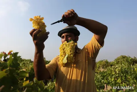 A Palestinian farmer collects grapes during harvest season at a vineyard in Gaza city on July 24, 2018. Photo by Ashraf Amra