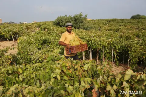 A Palestinian farmer collects grapes during harvest season at a vineyard in Gaza city on July 24, 2018. Photo by Ashraf Amra