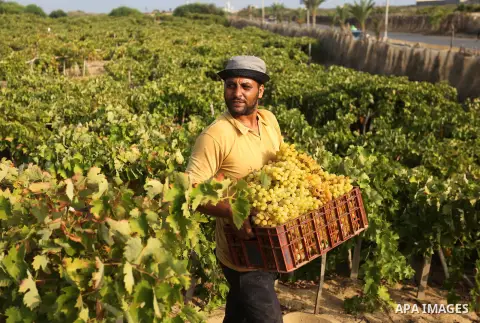 A Palestinian farmer collects grapes during harvest season at a vineyard in Gaza city on July 24, 2018. Photo by Ashraf Amra