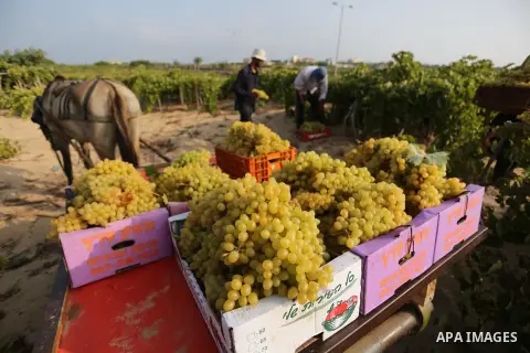 Palestinian farmers collect grapes during harvest season at a vineyard in Gaza city on July 24, 2018. Photo by Ashraf Amra