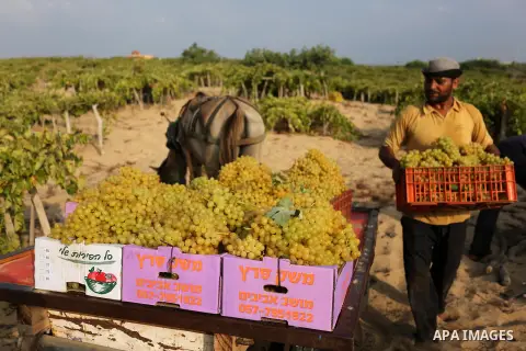 A Palestinian farmer collects grapes during harvest season at a vineyard in Gaza city on July 24, 2018. Photo by Ashraf Amra