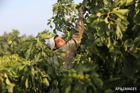 A Palestinian farmer collects grapes during harvest season at a vineyard in Gaza city on July 24, 2018. Photo by Ashraf Amra