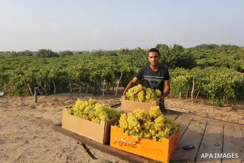 A Palestinian farmer collects grapes during harvest season at a vineyard in Gaza city on July 24, 2018. Photo by Ashraf Amra