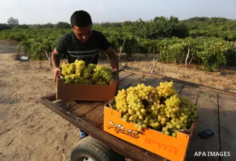 A Palestinian farmer collects grapes during harvest season at a vineyard in Gaza city on July 24, 2018. Photo by Ashraf Amra