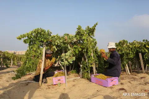 A Palestinian farmer collects grapes during harvest season at a vineyard in Gaza city on July 24, 2018. Photo by Ashraf Amra