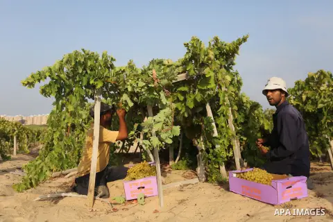 A Palestinian farmer collects grapes during harvest season at a vineyard in Gaza city on July 24, 2018. Photo by Ashraf Amra