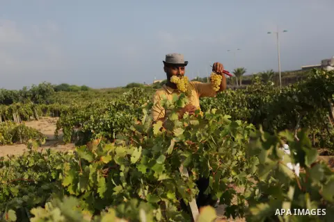 A Palestinian farmer collects grapes during harvest season at a vineyard in Gaza city on July 24, 2018. Photo by Ashraf Amra