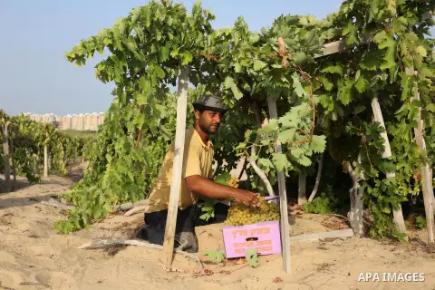 A Palestinian farmer collects grapes during harvest season at a vineyard in Gaza city on July 24, 2018. Photo by Ashraf Amra