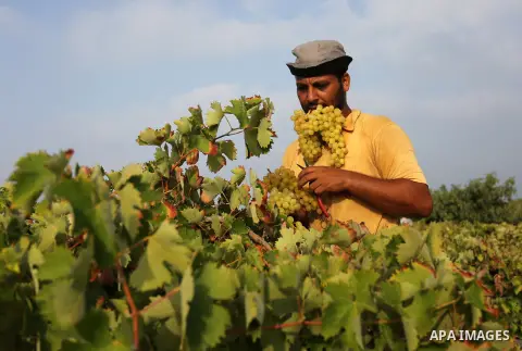 A Palestinian farmer collects grapes during harvest season at a vineyard in Gaza city on July 24, 2018. Photo by Ashraf Amra